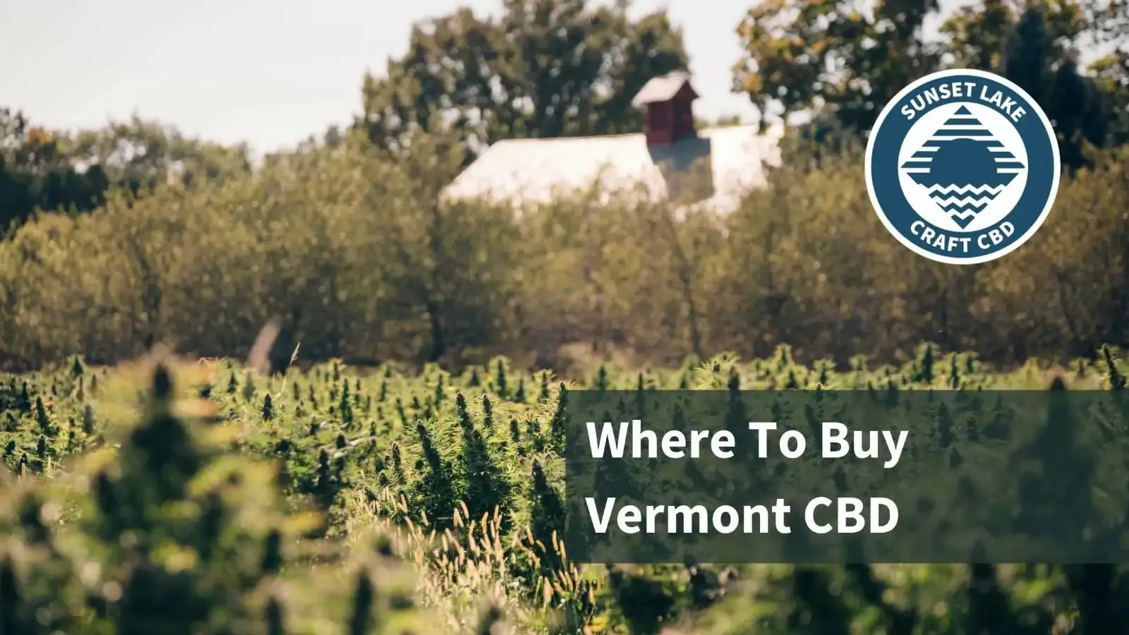 A Vermont CBD farm with the text "Where to buy Vermont CBD"