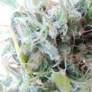 A close up on cannabis flower and the kief trichomes