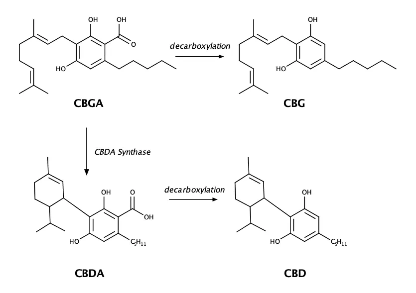 CBG synthase showing how CBG turns into CBD 