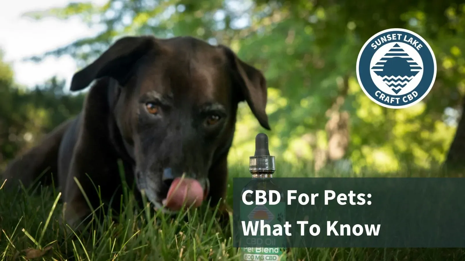 A dog next to a CBD tincture. Text reads "CBD For Pets: What to know"