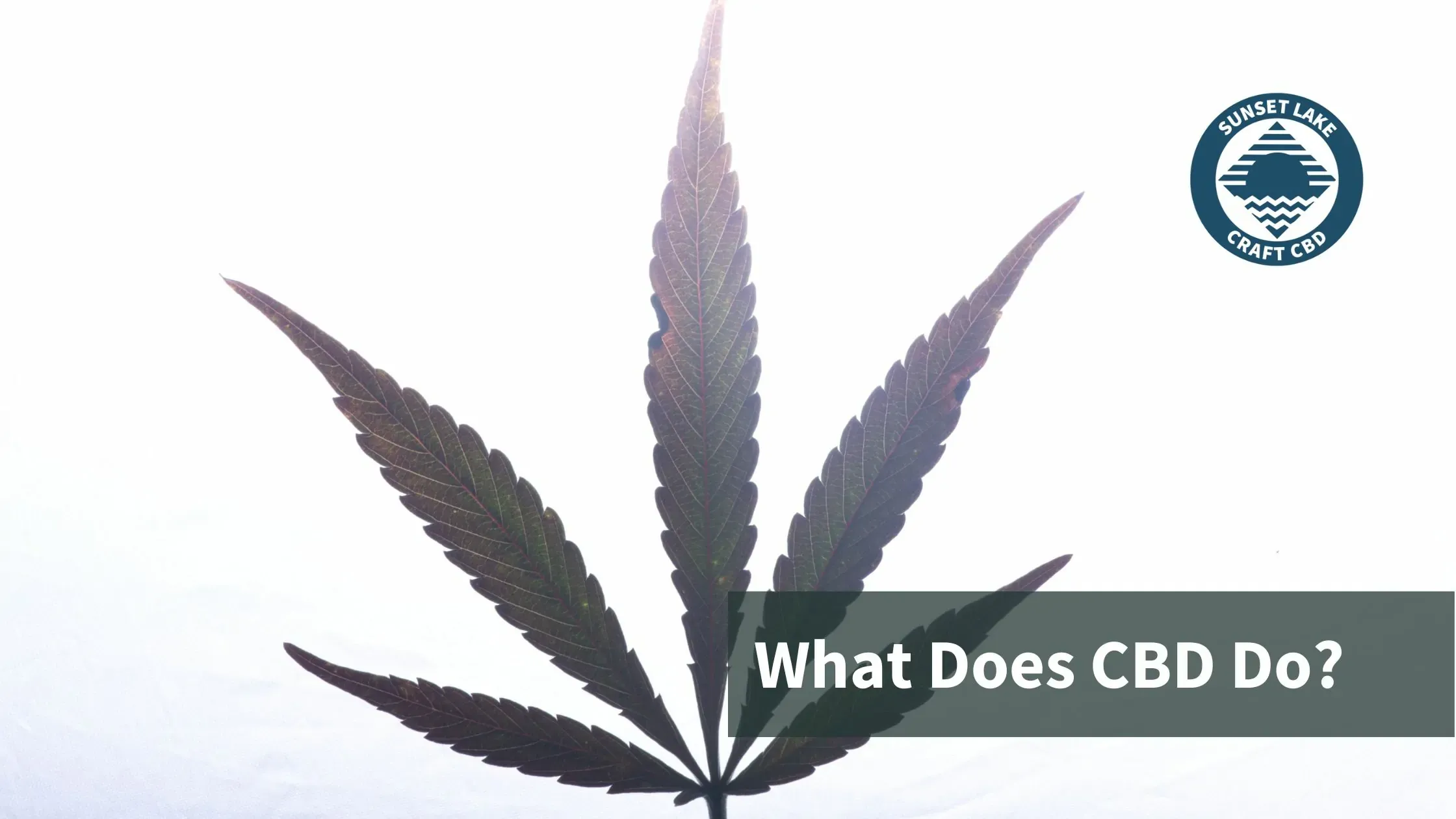 A hemp leaf with the text "What does CBD do?" overlaid