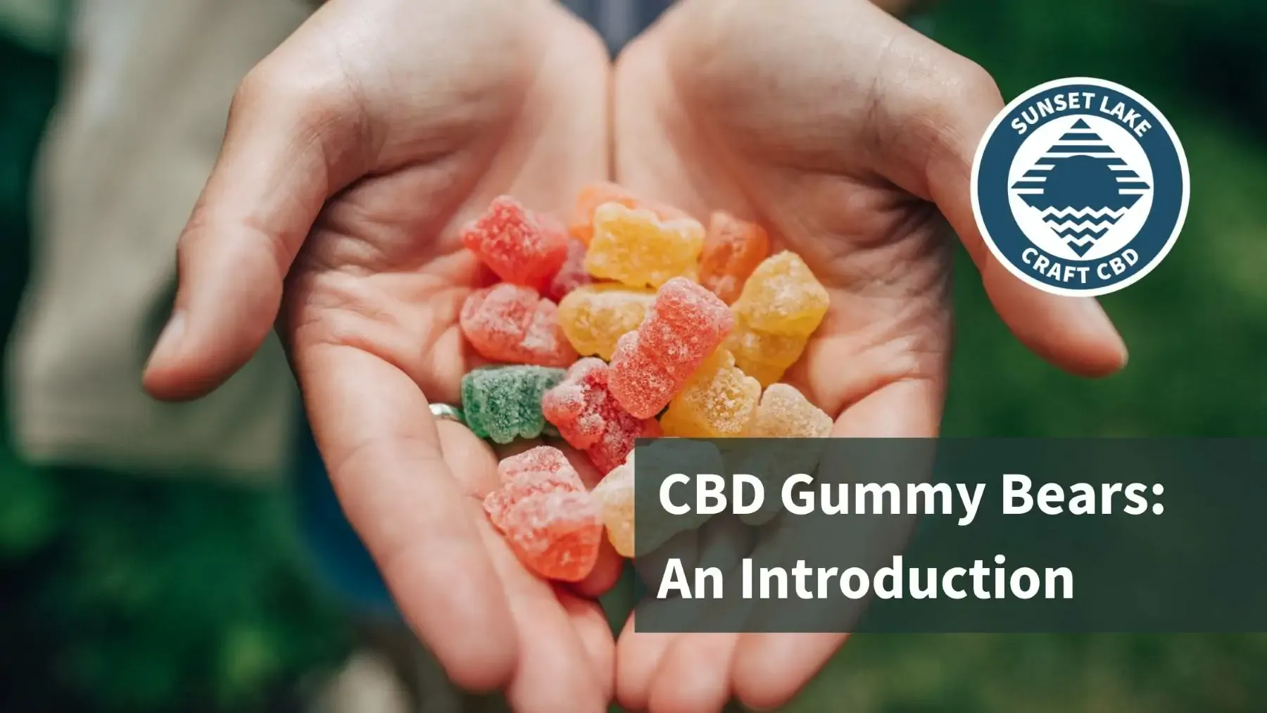 Two hands holding CBD Gummy Bears. Text reads "CBD Gummy Bears: An Introduction"