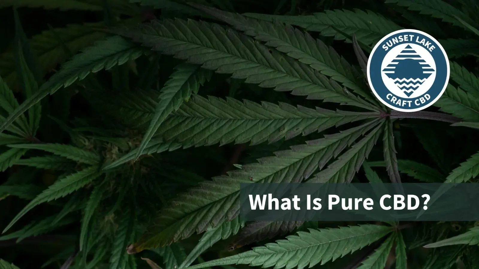 Hemp water leaves with the text "What is Pure CBD?"