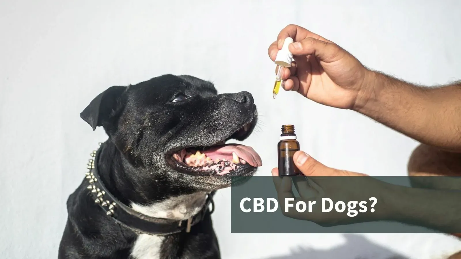 Giving a dog CBD oil. Text reads "CBD for Dogs?"