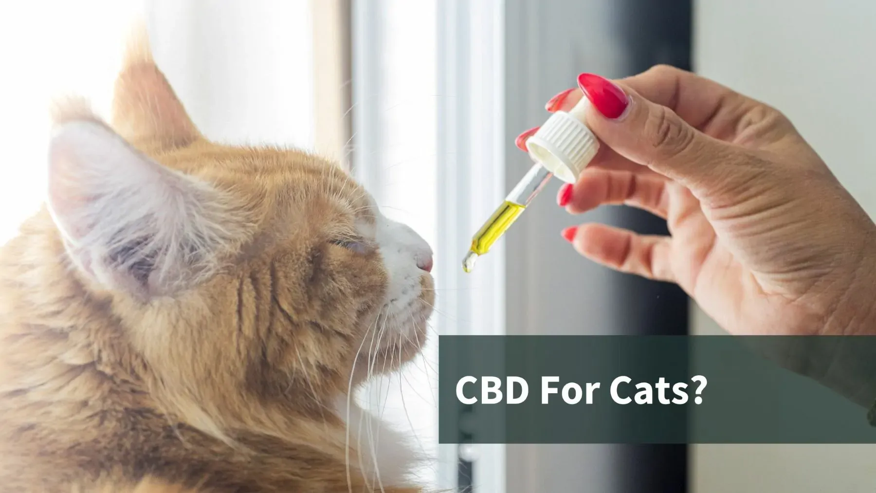Cat taking CBD from a dropper. Text reads "CBD for Cats?"