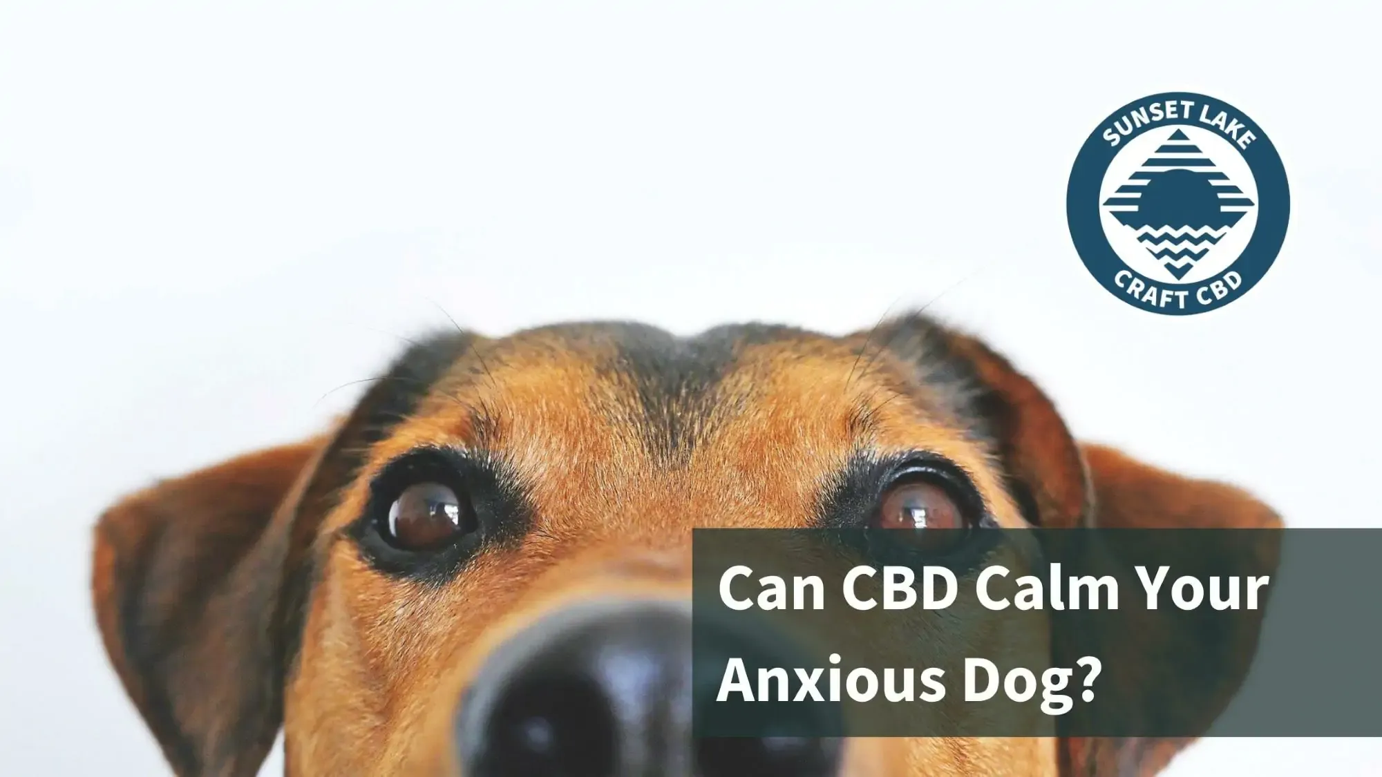 Top of a dog's head. Text says "Can CBD Calm Your Anxious Dog?"
