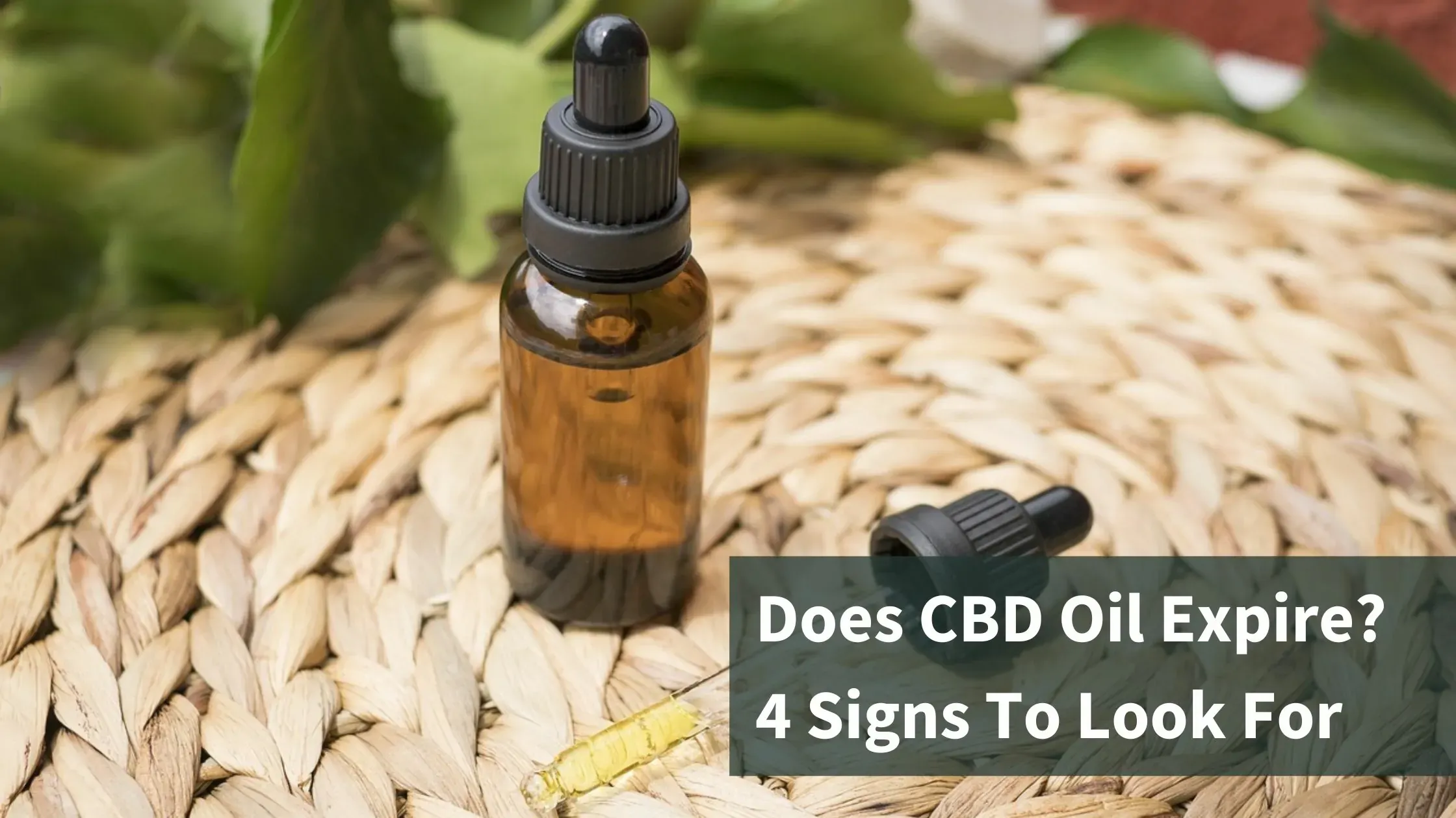 Blank CBD oil and dropper. Text says "Does CBD oil expire? 4 Things to look for."