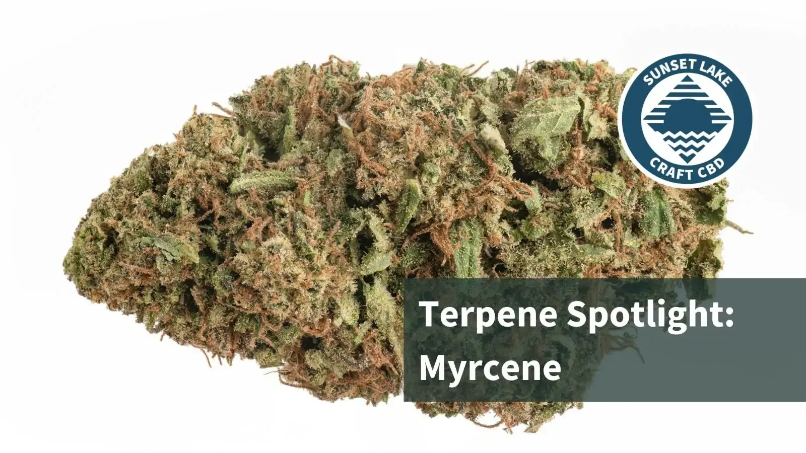 A hemp bud closeup. Text reads: "Terpene Spotlight: Myrcene"