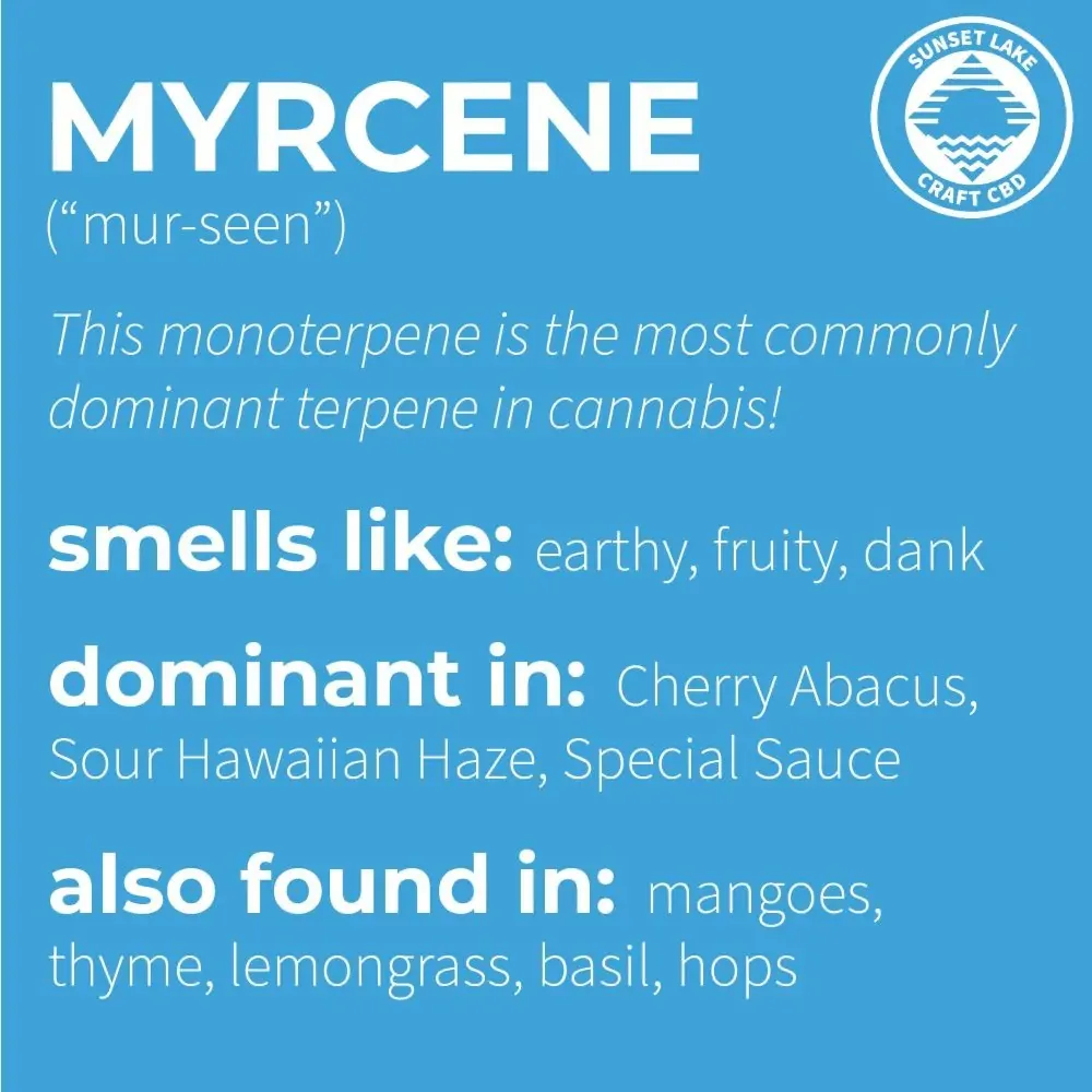 Myrcene Terpene Infographic 