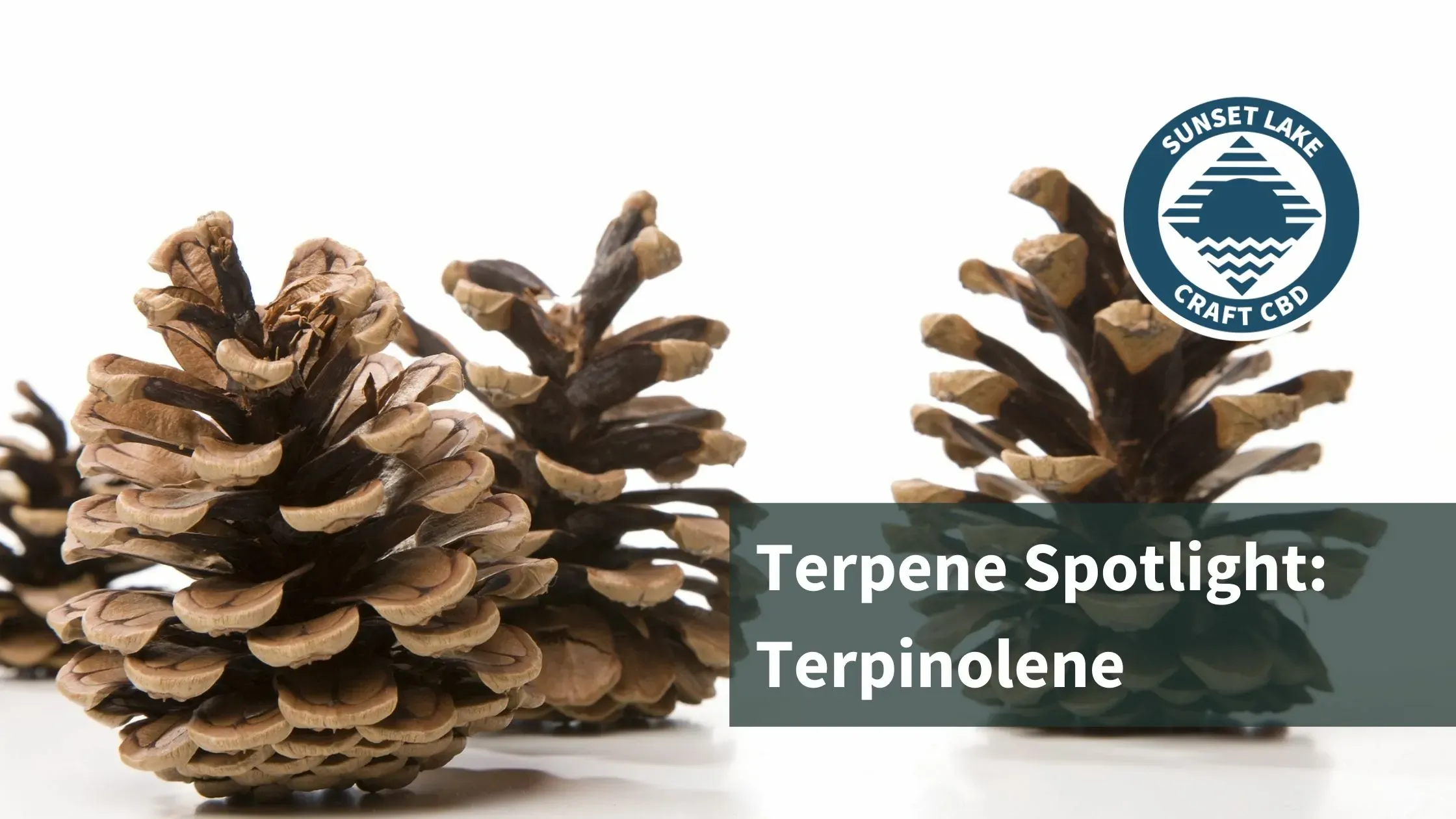 Three pinecones. Text reads: "Terpene Spotlight: Terpinolene"