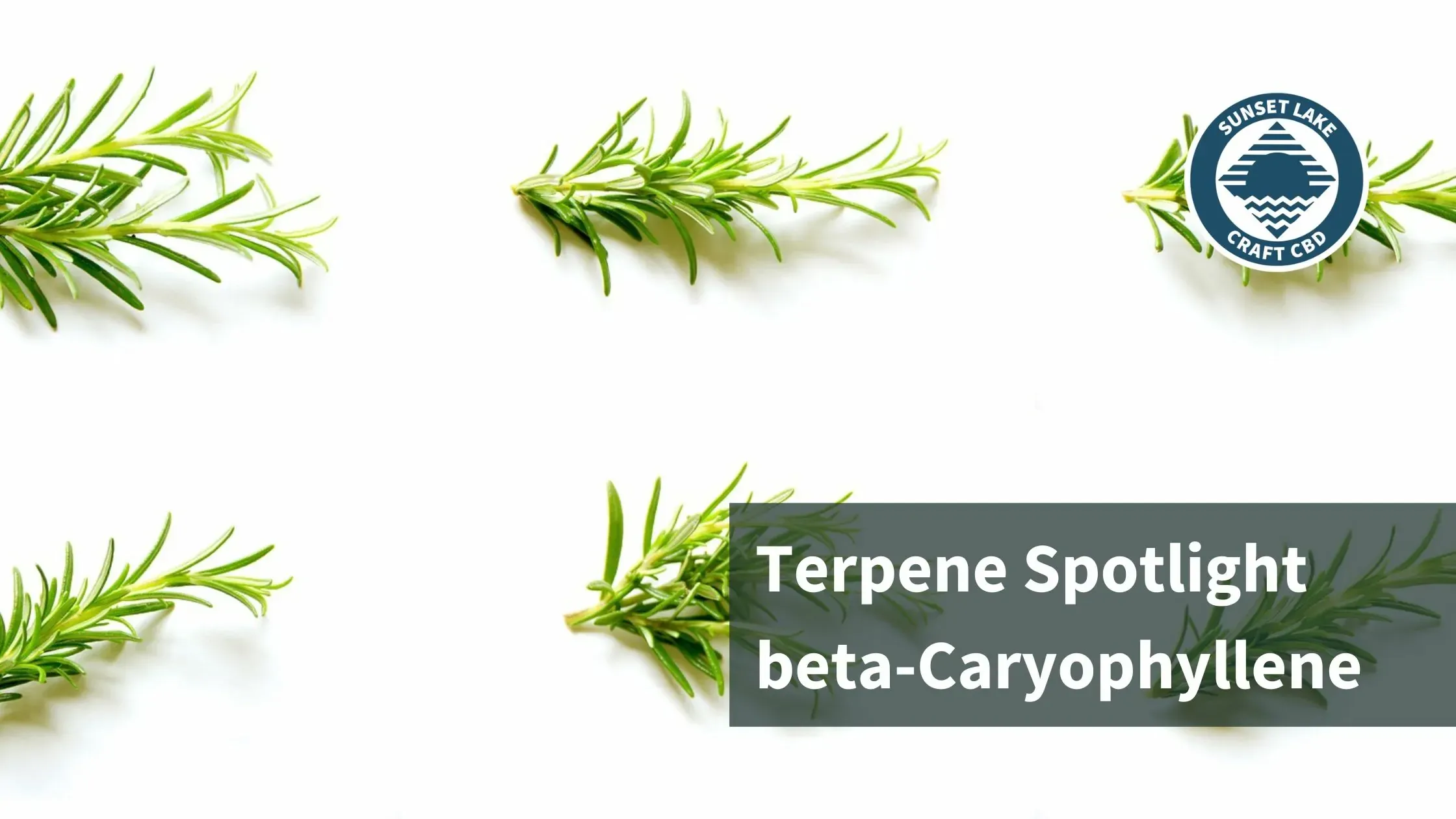 Bunches of rosemary lined up next to eachother. Text reads "Terpene Spotlight beta-Caryophyllene"