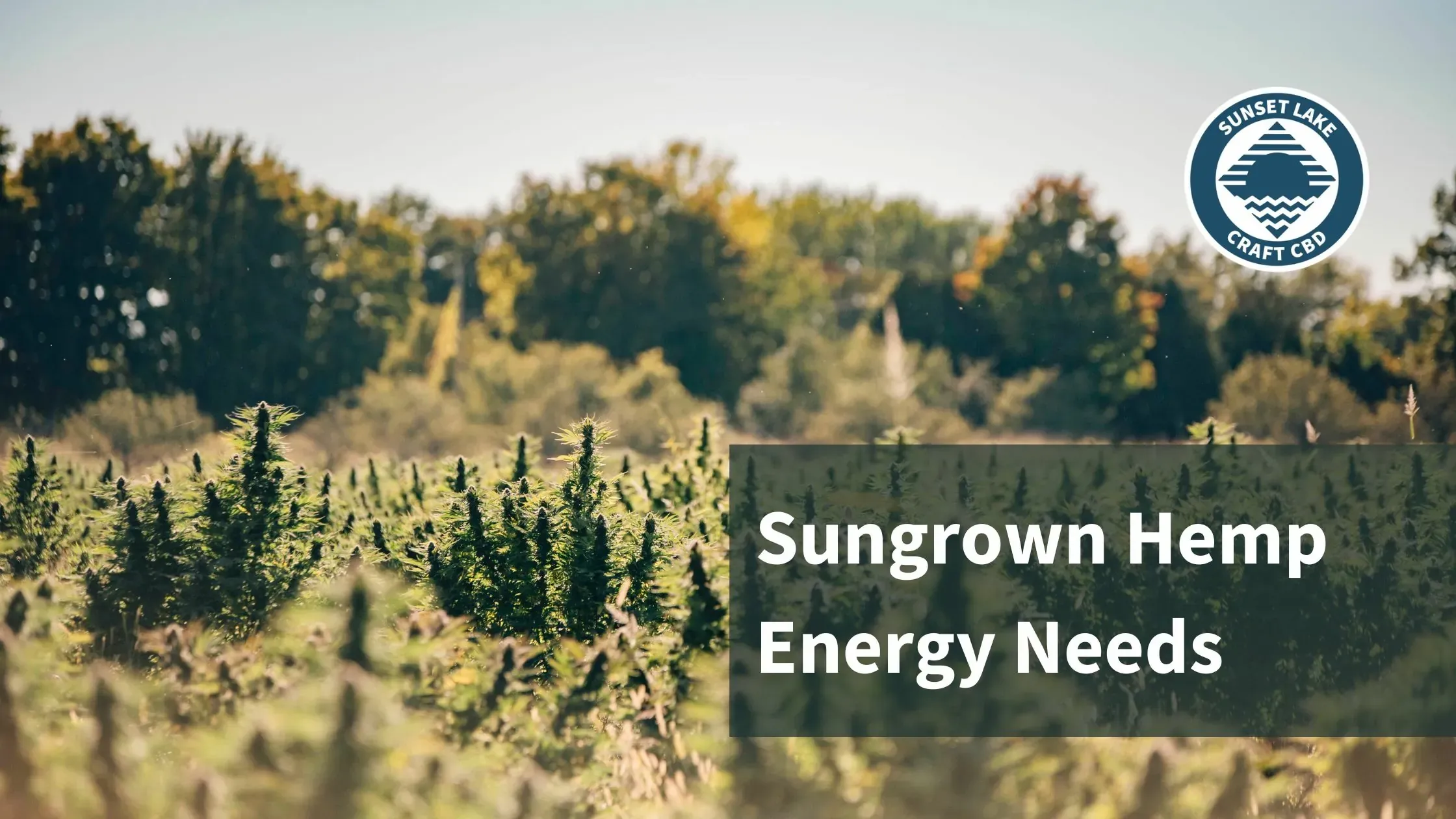 Field of Sungrown hemp with the text "Sungrown hemp energy needs"