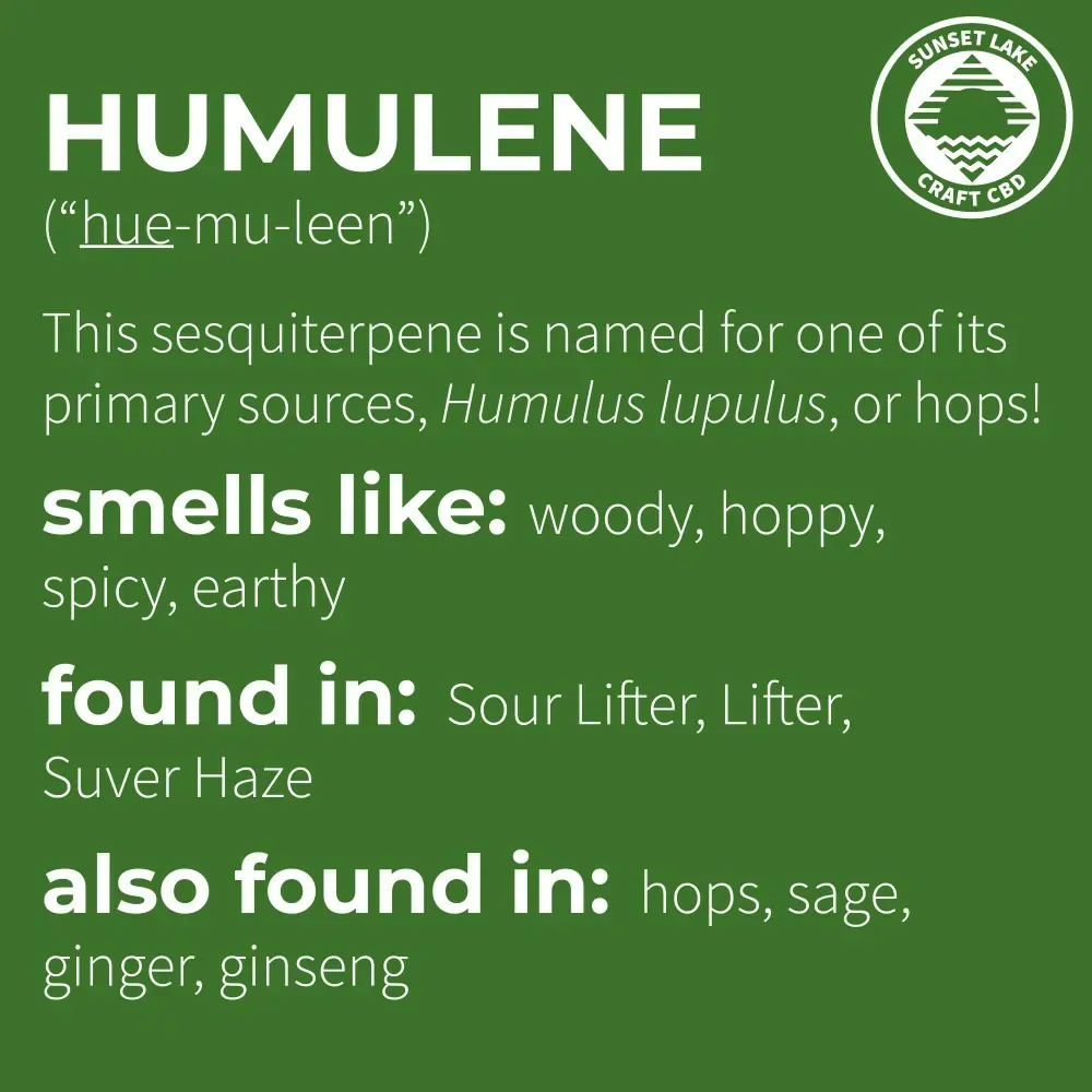 A green infographic about Humulene
