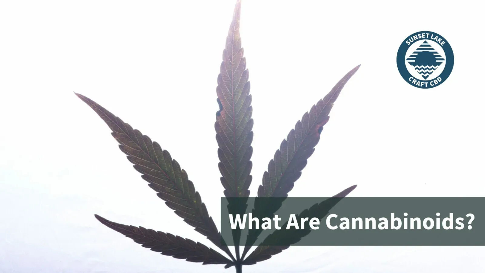 A cannabis leaf outline with the text "What are cannabinoids?"