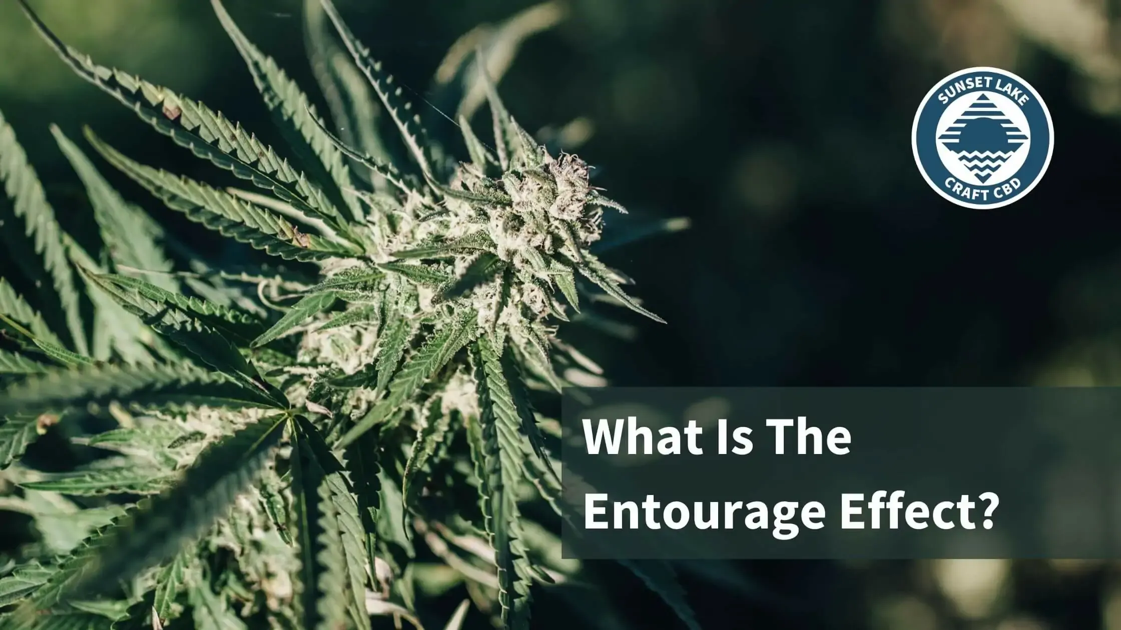 A flowering hemp cola with text that reads "What Is The Entourage Effect?"