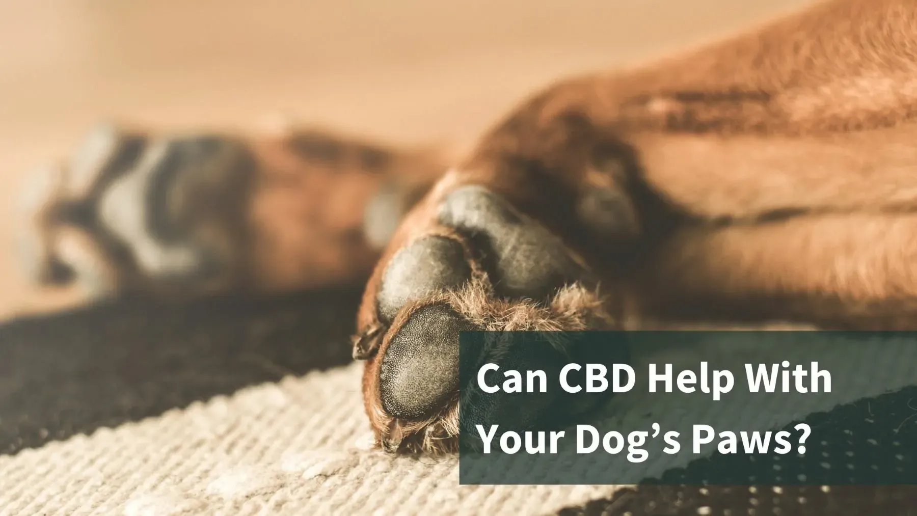 Can You Use CBD For Your Dog’s Paw Pads?