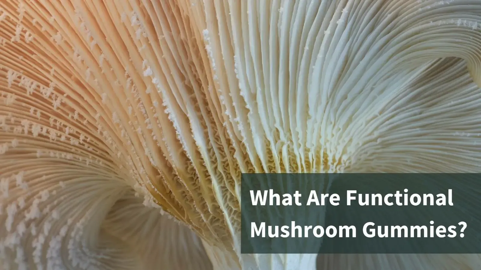 The gills of an oyster mushroom. Text reads "What are functional mushroom gummies?"