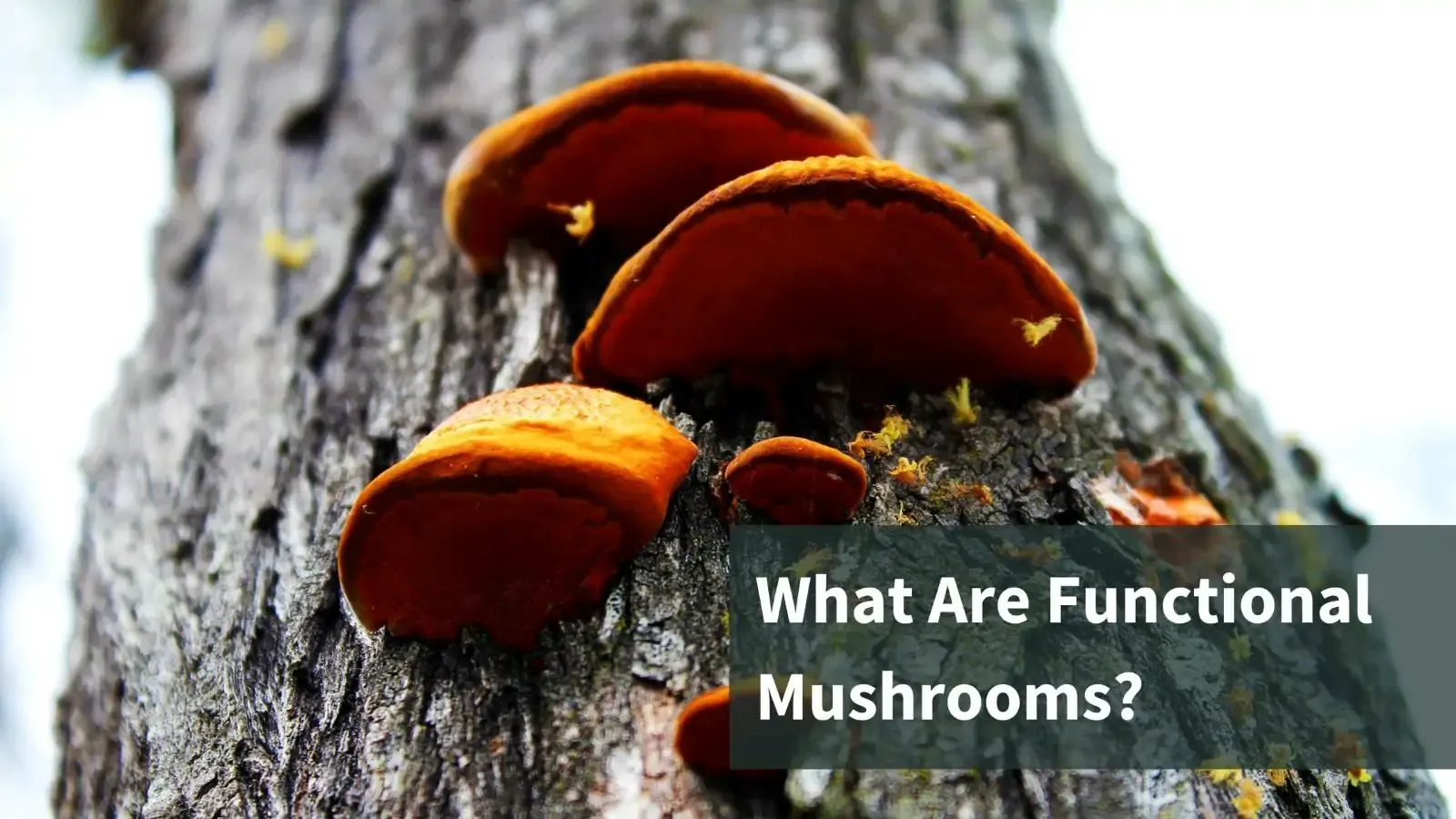Mushrooms growing on tree bark. Text reads "What are functional mushrooms?"
