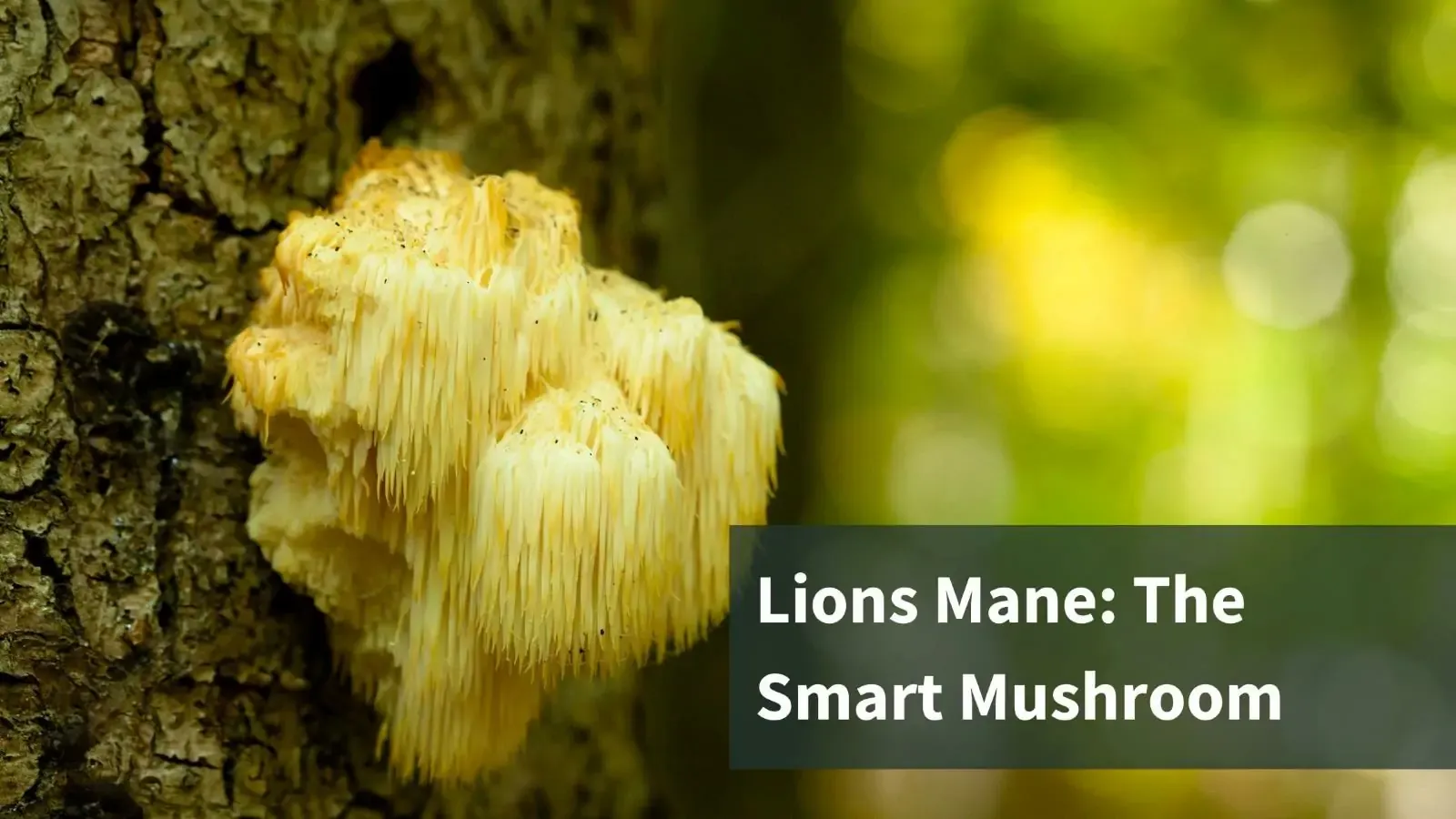 A Lion's Mane Mushroom growing on a tree. Text reads "Lions Mane: The Smart Mushroom"