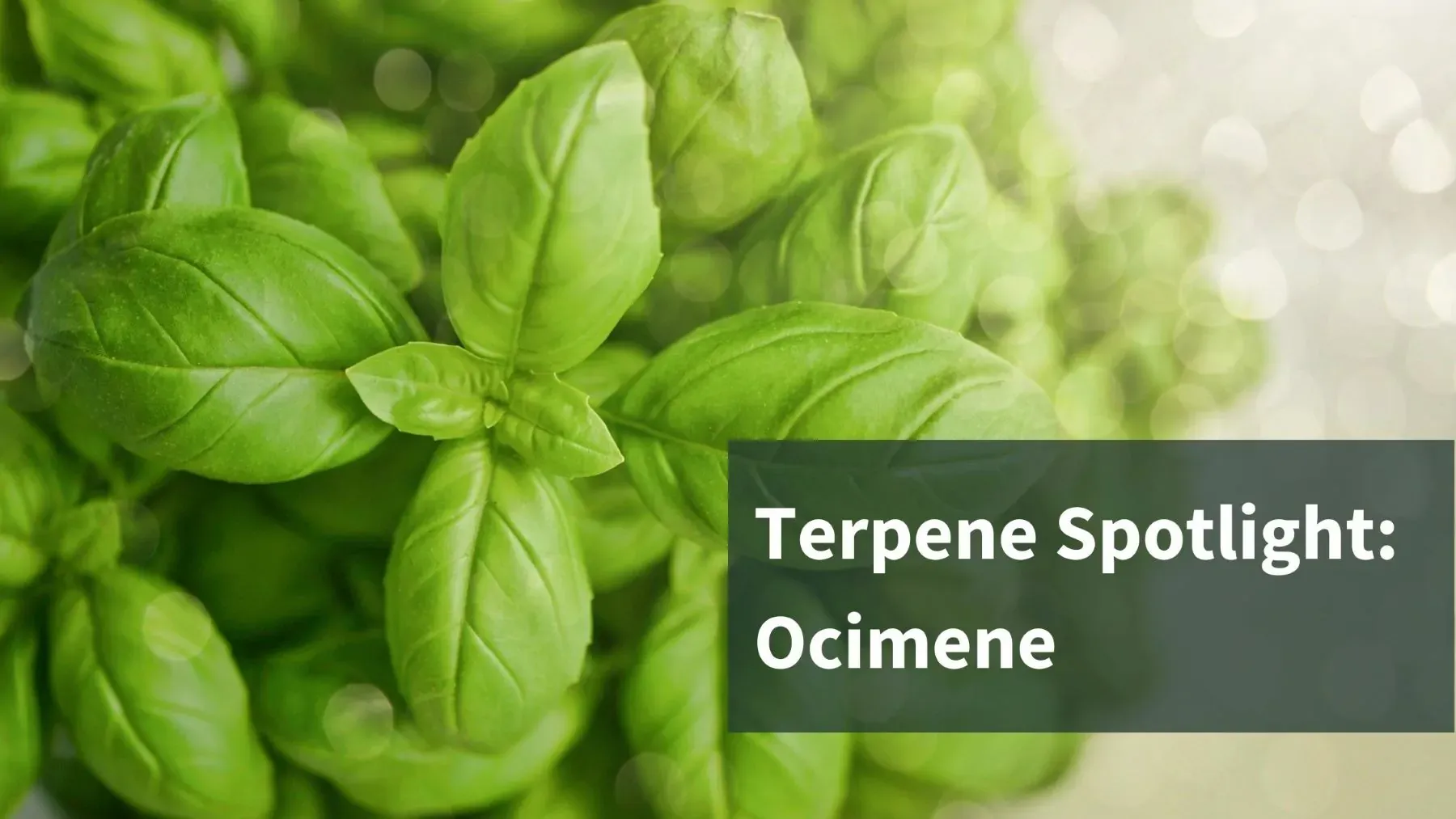 Healthy Basil plant with the text: Terpene Spotlight: Ocimene