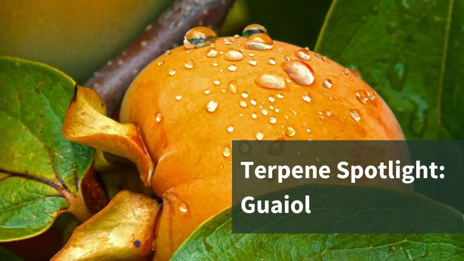 Lignum Vitae fruit with the text "Terpene Spotlight: Guaiol"