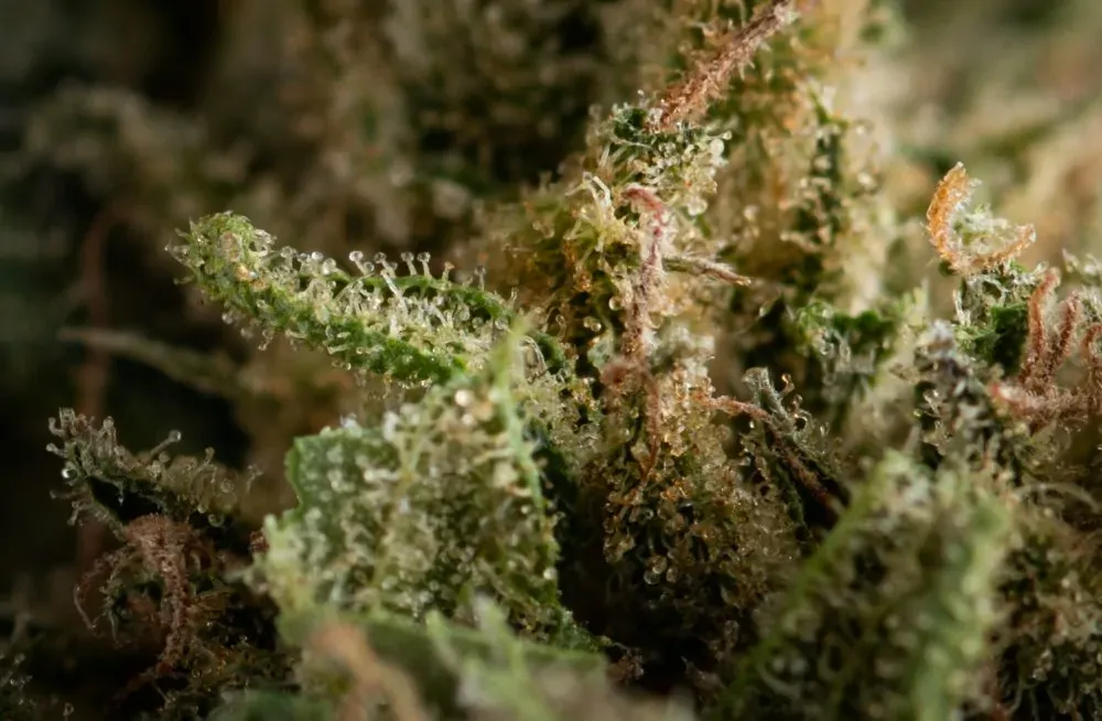 A close up of a cannabis flower's trichomes 